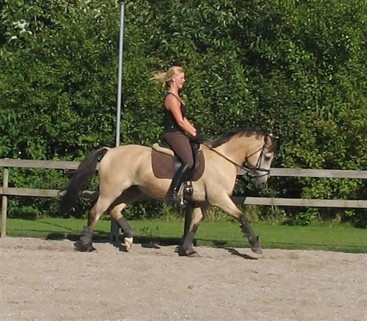 Anden særlig race Rakits Fire Light ~Solgt~ billede 3