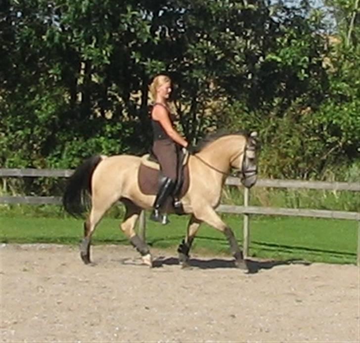 Anden særlig race Rakits Fire Light ~Solgt~ billede 8