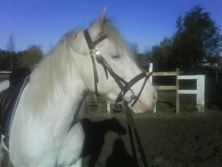 Welsh Cob (sec D) Funny - Udedørsbanen blev igen brugt  billede 16