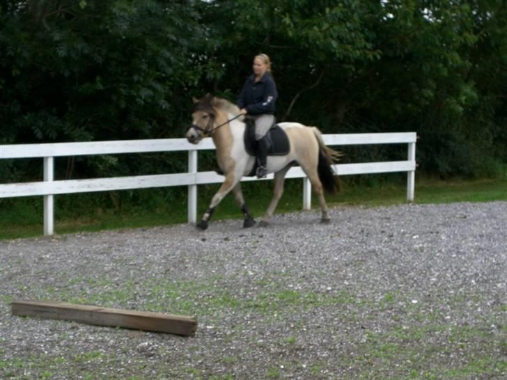 Anden særlig race Troja *solgt* billede 9