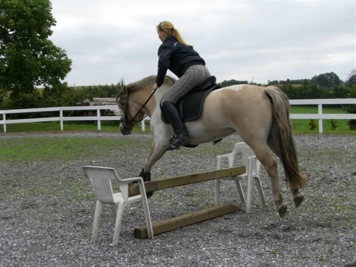 Anden særlig race Troja *solgt* billede 10
