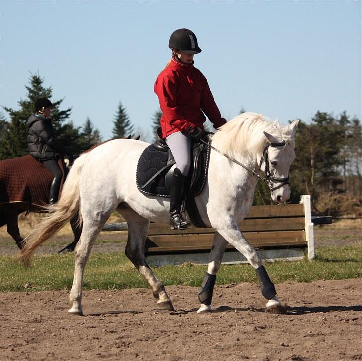 Anden særlig race Fiona *solgt* - træning,træning,træning og vi bliver mestre til sidst Fotograf: Katrine w"19" billede 17