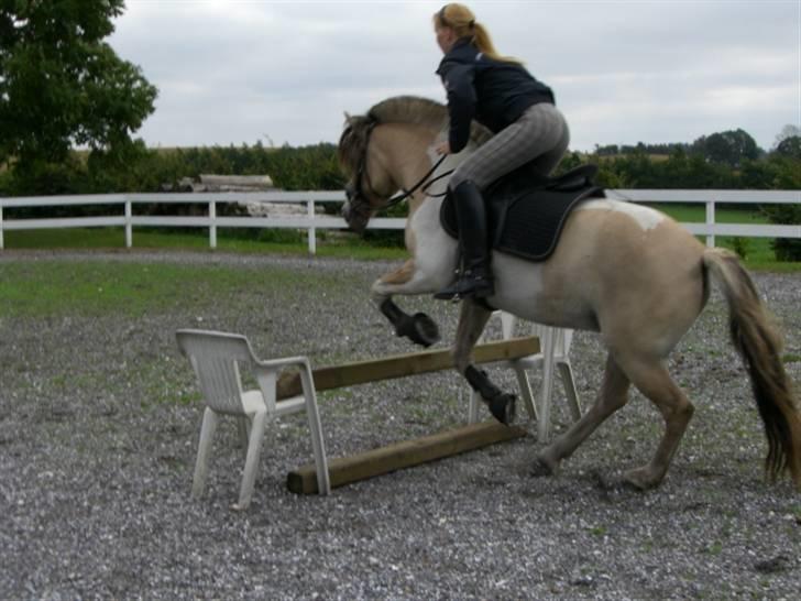 Anden særlig race Troja *solgt* billede 11