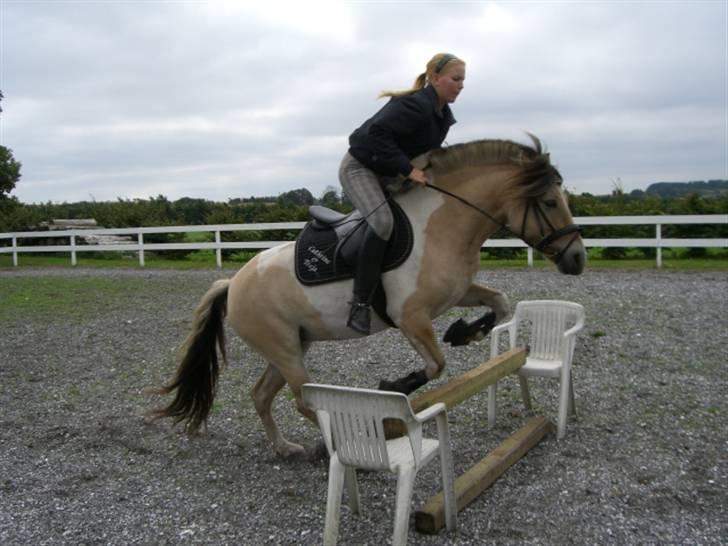 Anden særlig race Troja *solgt* billede 12