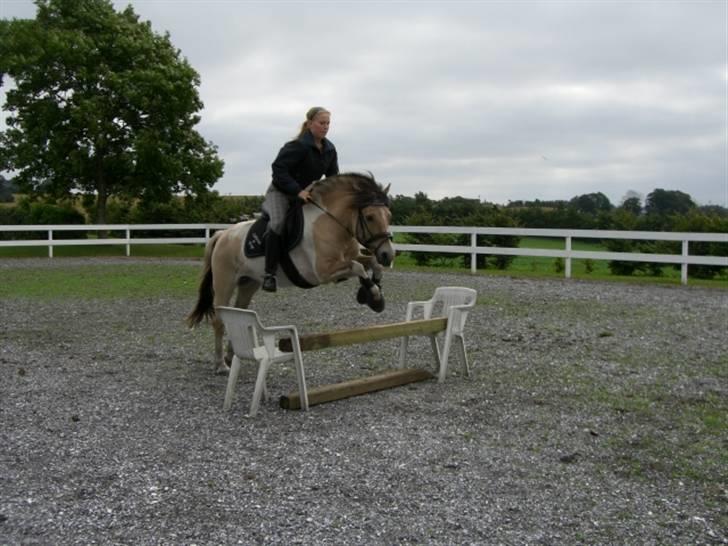 Anden særlig race Troja *solgt* billede 13