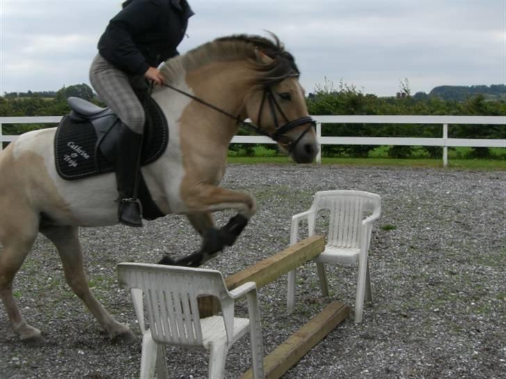 Anden særlig race Troja *solgt* billede 14