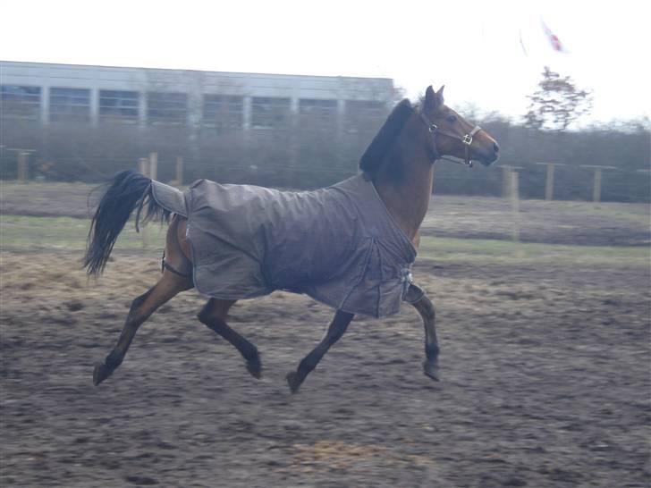 Tysk Sportspony Colorado - my soulmate <3 Haha, der kan man jo slet ikke se du har underhals, mit lille pony dyr ;) d. 28 marts 2009. Foto: Julie med Marabou <3 billede 8