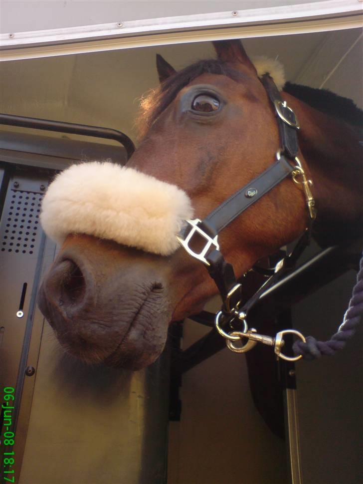 Tysk Sportspony Colorado - Dine øjne gav mig alt. foto: mig. billede 11