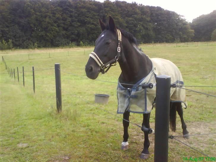 Oldenborg Diva Agerbo - diva på fold billede 5