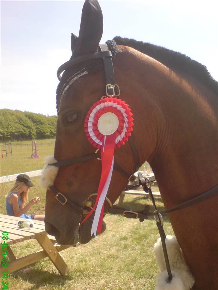 Tysk Sportspony Colorado - colorado på mors :) -han har aldrig sprunget bedre end han gjorde den weekend :) dejlige pony. <3 stævne d. 7-8 juni 2008  billede 12