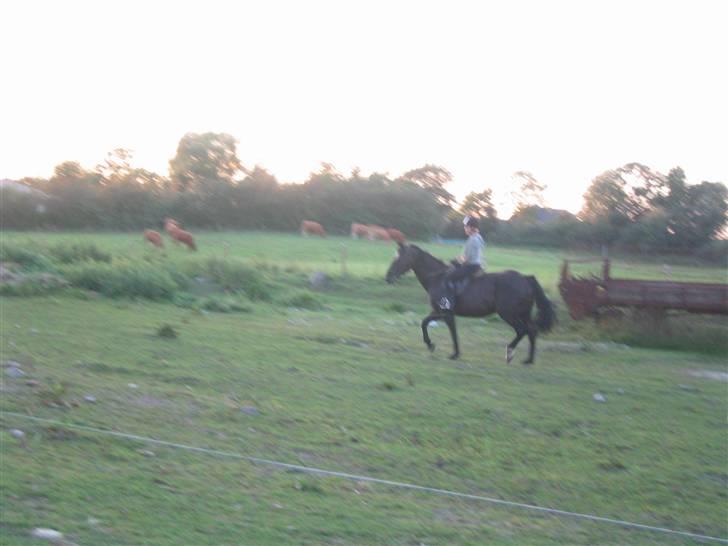 Oldenborg Starlight (solgt) - Træner med køer som tilskuere billede 8