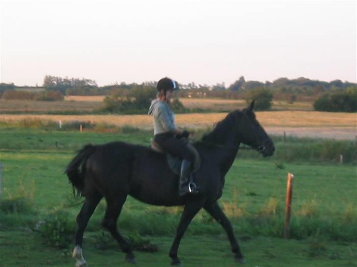 Oldenborg Starlight (solgt) - Tror Starlight var glad for at komme igang igen billede 10