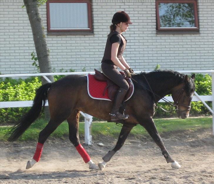New Forest Margo  - Springtræning. :D Fotograf: Emma b. billede 9
