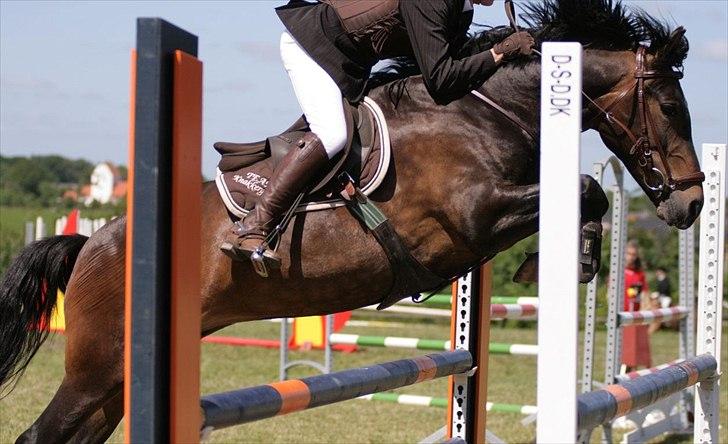 New Forest Margo  - stævne i tørring, jeg elsker dig.. Fotograf: strømpen. billede 10