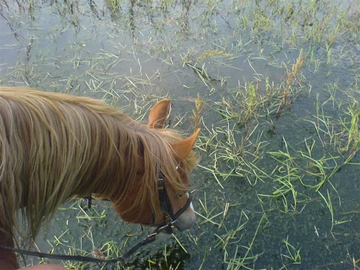 Welsh Pony af Cob-type (sec C) Åvangs Komtesse  - var ude og  ride i voes sø , aug 2007.  billede 10