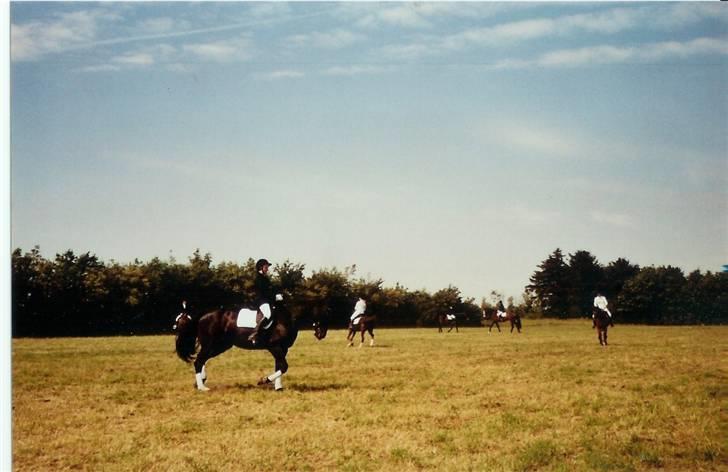 Oldenborg Diva Agerbo - til stævne skulle starte lb 2. tror jeg nok. billede 10
