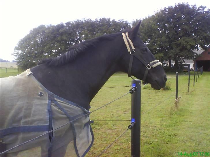 Oldenborg Diva Agerbo - på fold billede 13