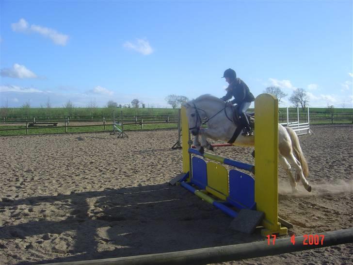 Connemara pilgaard`s silver stone  - Velkommen til søde Silvers profil!<3 Læg gerne en bedømmelse og kommentar! billede 1