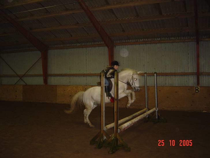 Connemara pilgaard`s silver stone  - her er mig og silver da vi næsten lige var begyndt på springen  billede 2