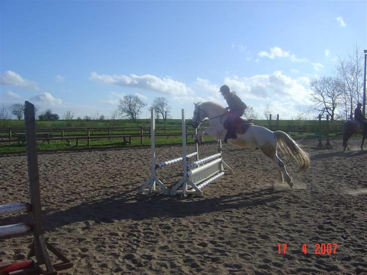 Connemara pilgaard`s silver stone  - mig og silver flyver  XD billede 3