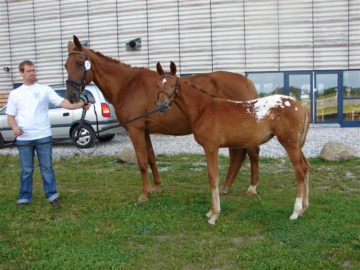 Knabstrupper kjemtrups La Rokka billede 7