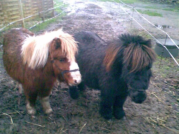 Shetlænder Lucky - Her hygger han med sin ven billede 2