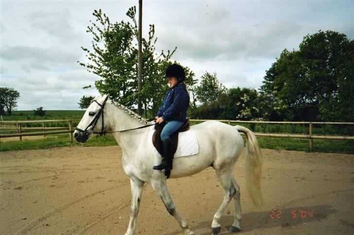 Connemara pilgaard`s silver stone  - mig og silver har gjort klar til stævne  jeg er lidt lille :) billede 4