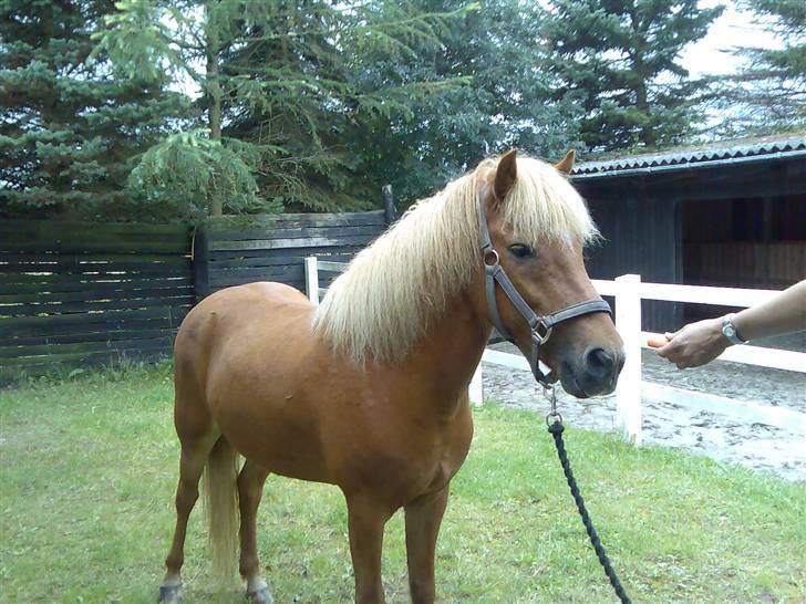 Islænder Lukka fra Flødal (SOLGT) - Lukka skal op i traileren. billede 16