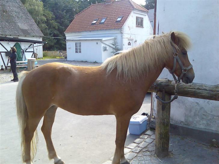 Islænder Lukka fra Flødal (SOLGT) - Hun har altså en super smuk bygning! billede 17