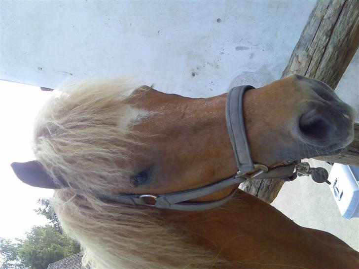 Islænder Lukka fra Flødal (SOLGT) - HEJ ! :D billede 18