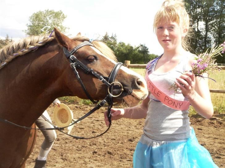 Welsh Pony af Cob-type (sec C) Menai William - Strigle konkurrence ! Smukt :) Foto: Anne MD . billede 10