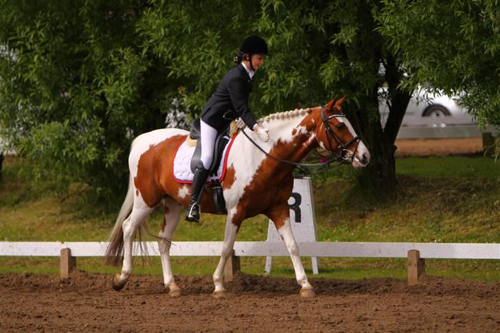 Pinto + Welsh Låddenhøjs Zioux  - 20# lige blevet færdig med la6 på morsø 2009 :D tak for besøget :) fotograf: Lfoto  :)  MÅ IKKE KOPIERES!!!! billede 20