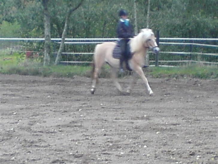 Anden særlig race Daisy <3 ' savnes /; - 13# her rider mig og trine lige lidt dressur . ikke lige det bedste billed . vi er blevet bedre siden billede 13