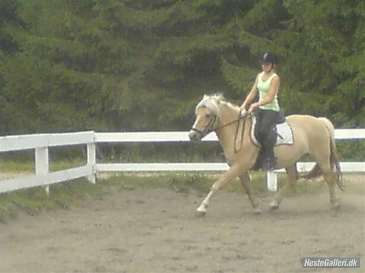 Anden særlig race Daisy <3 ' savnes /; - 14# igen første dressur time hvor mig og trine begyndte og tage det seriøst sammen . vi er blevet bedre siden billede 14