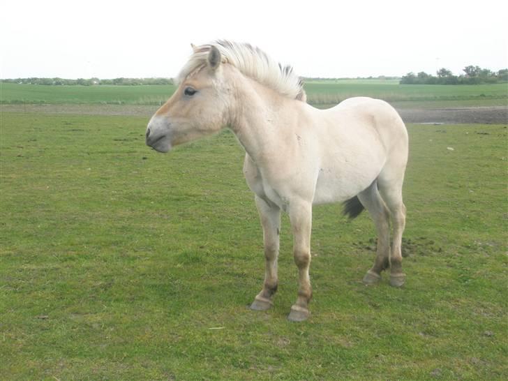 Fjordhest laban billede 1