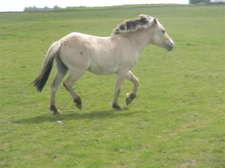 Fjordhest laban billede 2