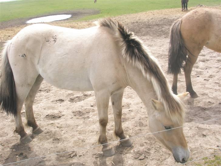 Fjordhest laban billede 3