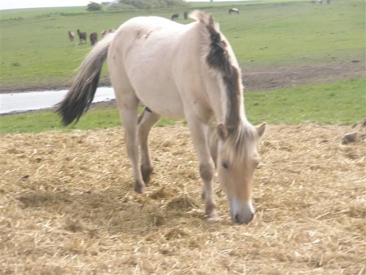 Fjordhest laban billede 4