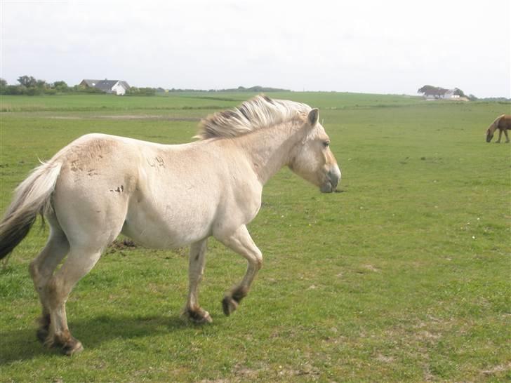 Fjordhest laban billede 5