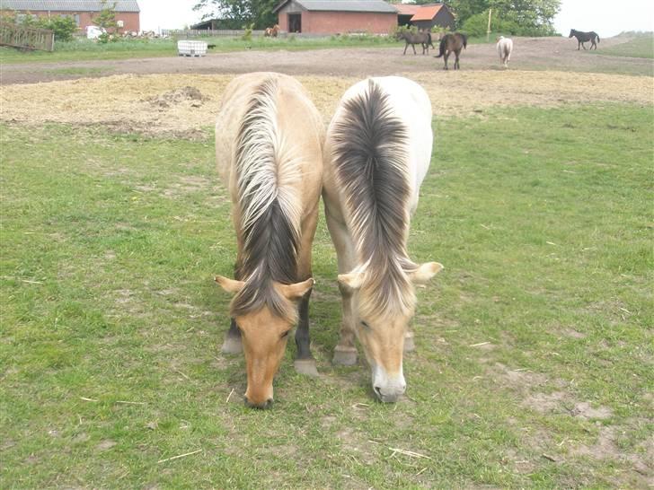 Fjordhest laban billede 6