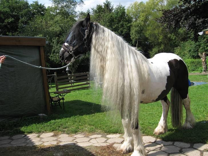 Tinker Lord Wallentin  * DØD * - Wallentin har fået vasket man 12-8 07 billede 19