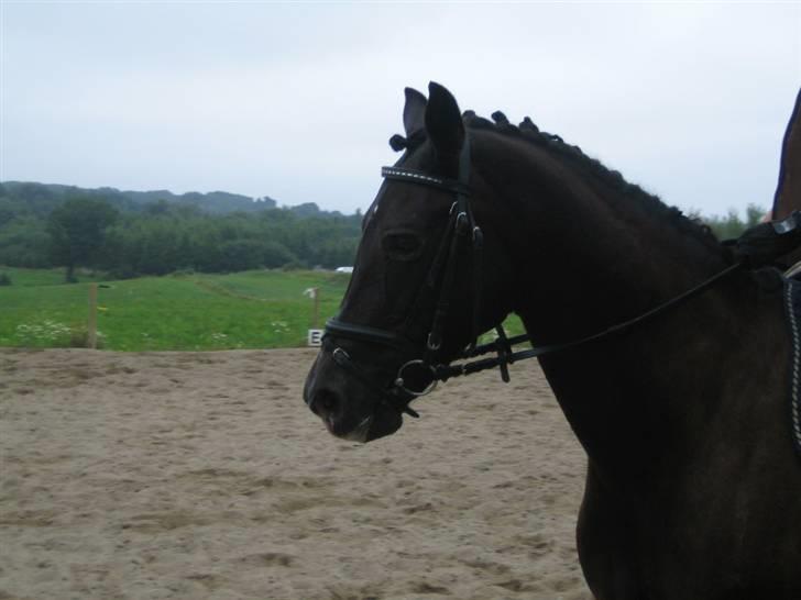 Oldenborg Nicolé billede 6