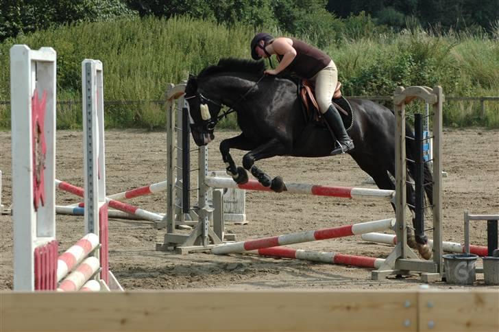 Holstener Priors Maluta - 3 gang michala springer maluta billede 11