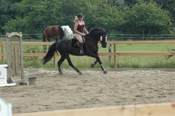 Holstener Priors Maluta - dejligt galop billede billede 12