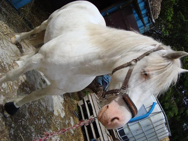 Welsh Cob (sec D) Funny - Nyt .. fin ved striglebumen. billede 17