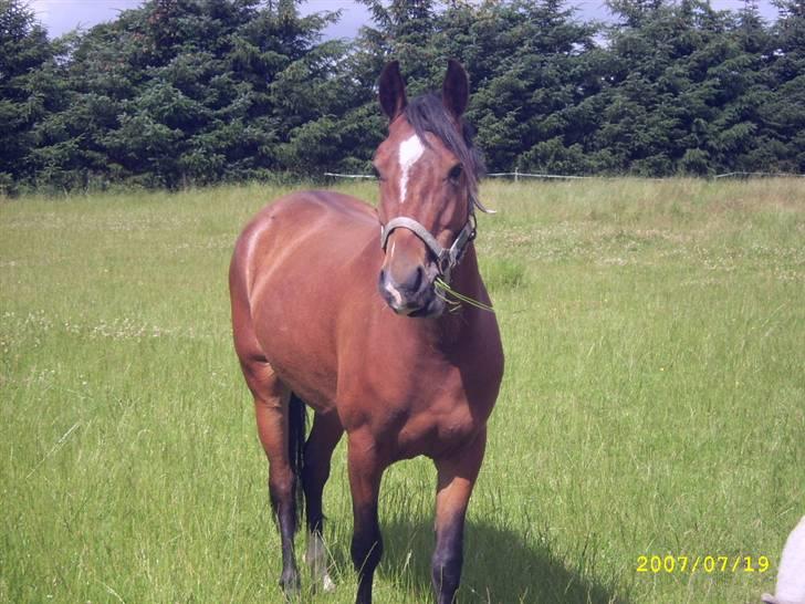 Hollandsk Sportspony Wendy, drømmeponyen - Lige ankommet til det nye hjem billede 1