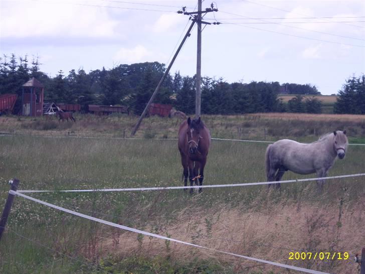Hollandsk Sportspony Wendy, drømmeponyen billede 2