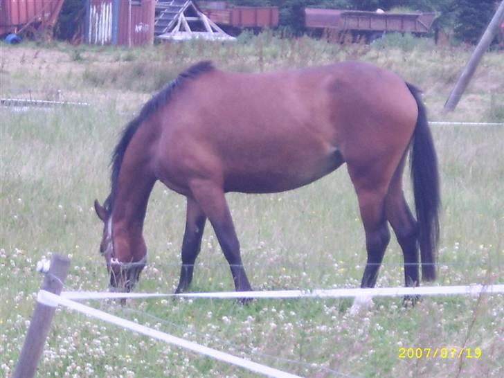 Hollandsk Sportspony Wendy, drømmeponyen billede 3