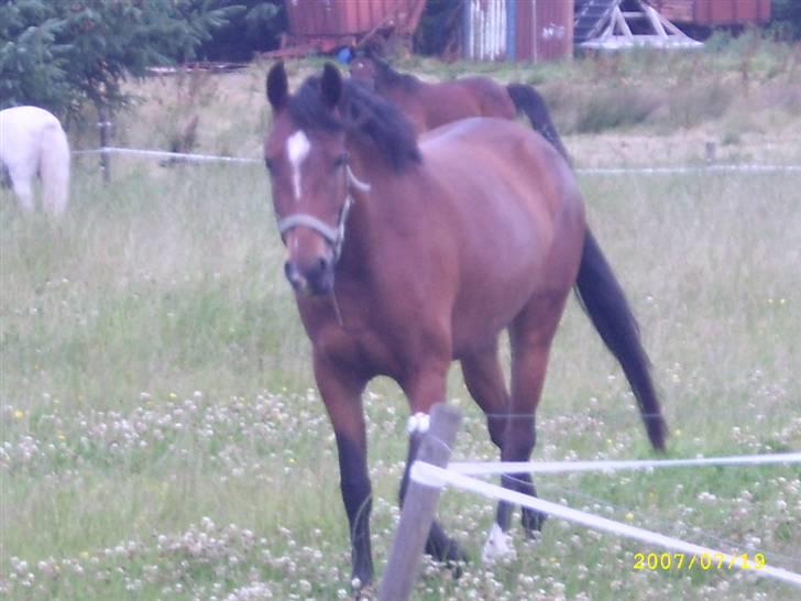 Hollandsk Sportspony Wendy, drømmeponyen billede 4