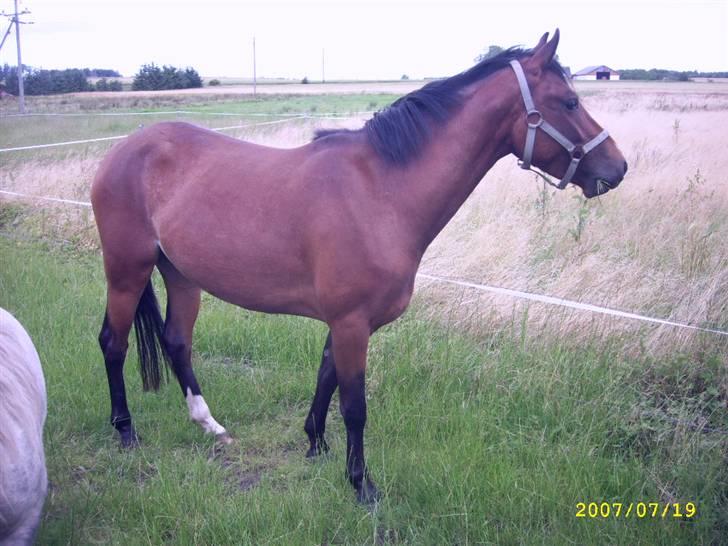 Hollandsk Sportspony Wendy, drømmeponyen billede 5